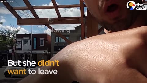 Ladybug Spends Entire Day on Guy's Arm | The Dodo