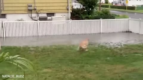Funny dogs playing with water