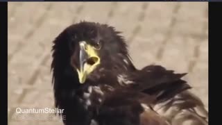 Eagle Trained to attack Drones