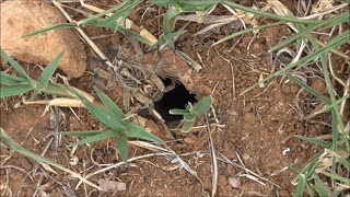 Wolf Spider Finds A Comfortable Position