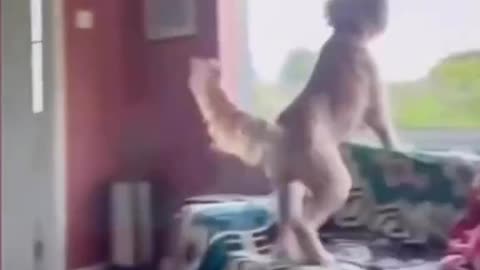 Funny animal video 📸 kids