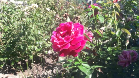 Large burgundy rose