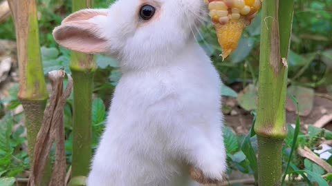 Beautiful Rabbit Video