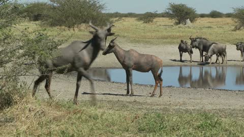 african animals near watering