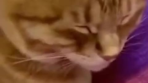 Funny cat shorts videos