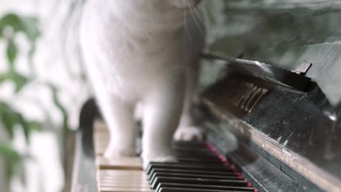 I said I'm going to learn to play the piano for you, just see?