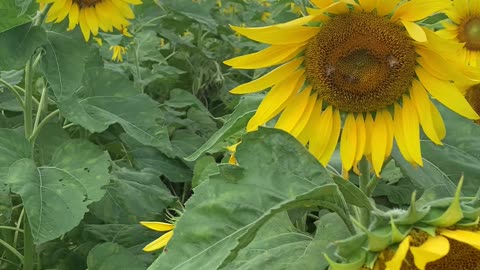 Sunflower Farm in Oahu, Hawaii