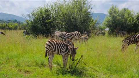 Zebras Grazing on Grassland