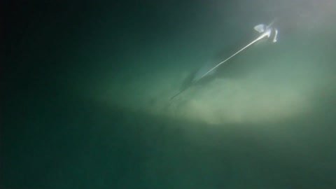 Bubble Rings vs Manta Rays at Night