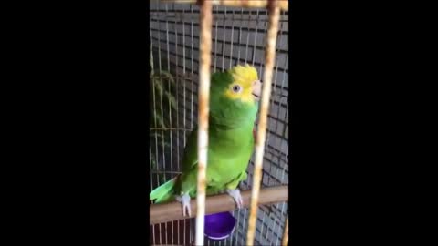 Lorenzo the parrot singing Cucurrucucu and laughing