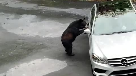 Hilarious reaction of people shouting at bear for almost getting in the car! | Short Clips