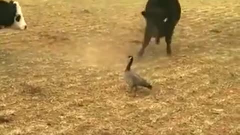 Brutal fight between a duck and several oxen (laughs). Will you face it!