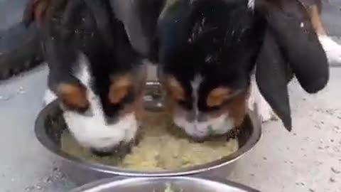 dog fights for food