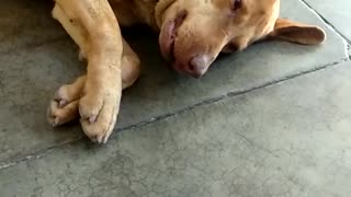 Brown dog on floor green collar sneeze covers face