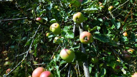 Apple Cultivation