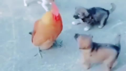 Chicken vs Dog funny fight #fight #comedy