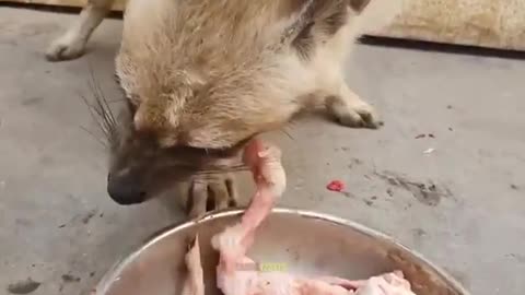 Hungry Hyna Eating Bones