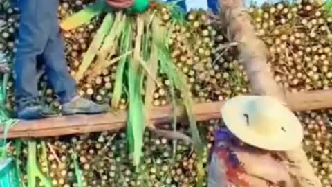 Amazing Sugarcane Harvesting Method