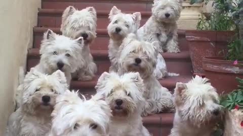 10 West Highland White Terriers flawlessly pose for camera