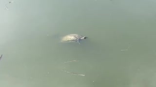 Wildlife at Lake Harris’ Venetian Garden (Turtles)