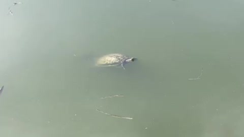 Wildlife at Lake Harris’ Venetian Garden (Turtles)