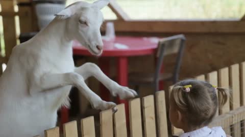 Cute baby girl feeding goat from her hands