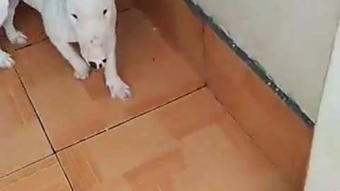 Goofy Dog Gets Stuck In a Stool and Can't Get Out