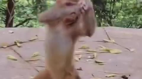 Monkey Dance | Funny Monkey Dance