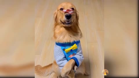 This Dog Loves To Play Fidget Spinner While Standing With 2 Legs
