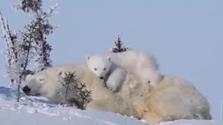 Bear and his baby