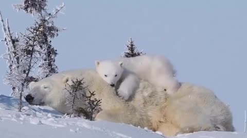 Bear and his baby