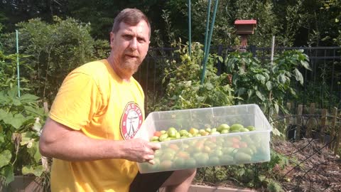 Increase your Harvest by Picking and Storing Green Tomatoes