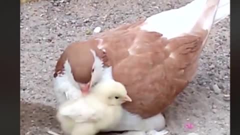 cute chicken loves an piegion like a mother