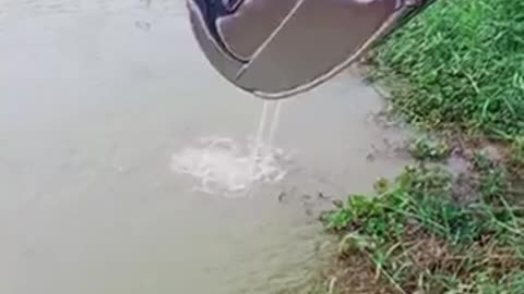 Short video Catch fish by excavator