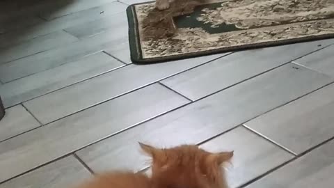 Funny cats , meet little brother Kitten. Home video. MrFerozSFJ