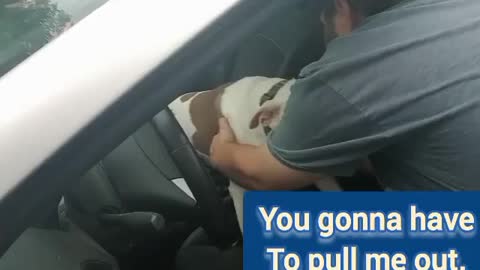 PITTY DOGS CAR RIDE