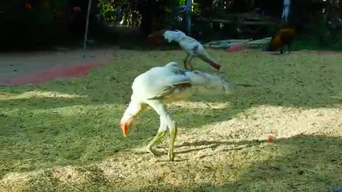 Baby monkey fight two chicken