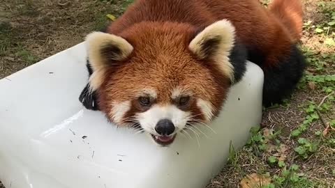 The red panda