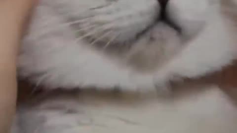 Try not to laugh cat funny