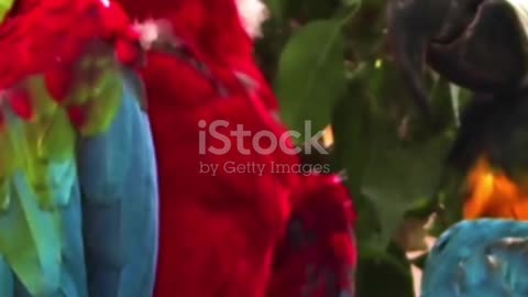 Amazon Parrots Tropical Rainforest's||Amazon Parrots||Colorful Amazon Parrot species||