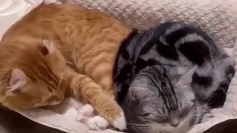 Golden Retrievers and Husky Meeting Their Best Friends Newborn Kitten