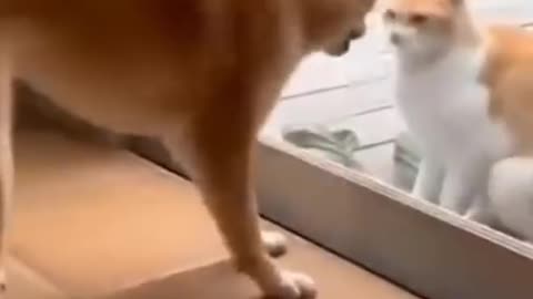 Dogs and cats fighting. Funny😂😂😂