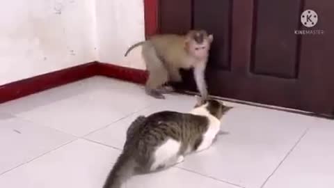 naughty monkey