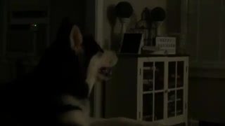 Dog is Entertained by His Favorite Movie