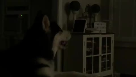 Dog is Entertained by His Favorite Movie