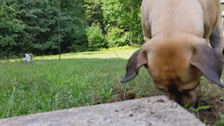 PUPPY DOING A LITTLE MOLE HUNTING 🐕⛏️