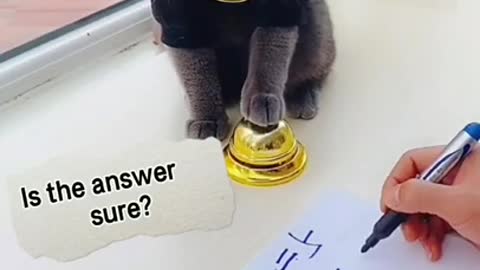 This Smart Cat Can Solve Math Problems! Must Watch!