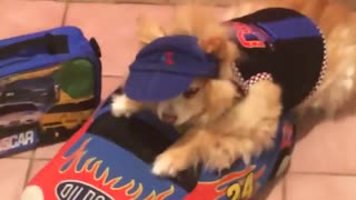 Small tan dog sits in toy car