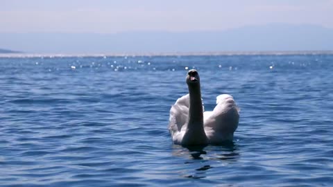 White swan chilling on the lake