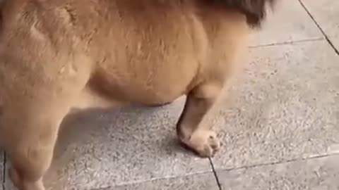 Funny dog video /#shorts